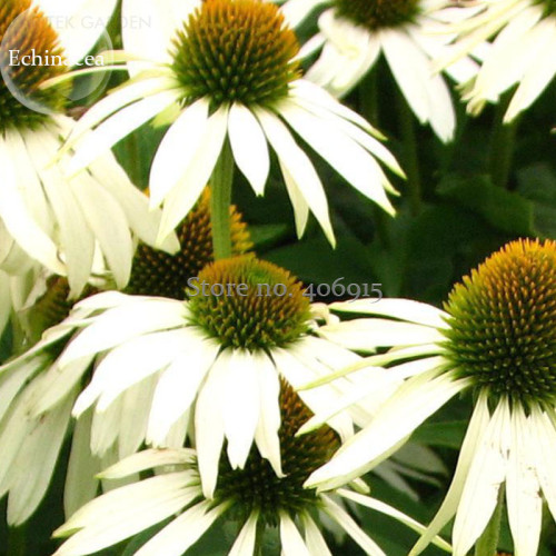 Rare Middle-sized White Echinacea Coneflower Perennial Plants, 100 seeds, ornamental garden flowers E3716