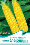 Heirloom Yellow Waxy Corn Vegetable Seeds, Original Pack, 10 Seeds / Pack, Organic Maize B023