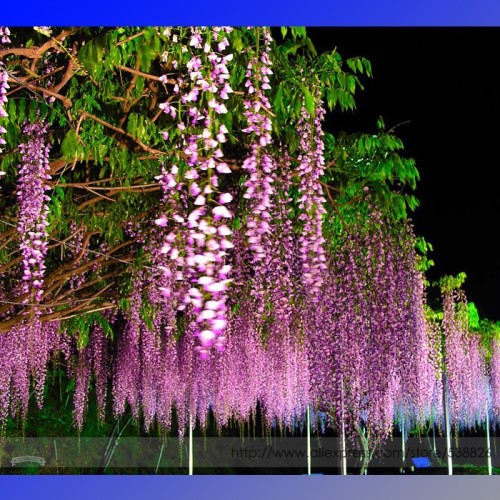 100% Ture Heirloom Pink Wisteria Flower Seeds, Professional Pack, 100 Seeds / Pack, Light Fragrant Garden Climbing Plant Flowers
