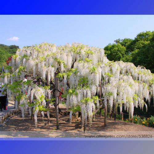 100% True Variety White Wisteria Flower Woody Plant Seeds, Professional Pack, 100 Seeds / Pack, Light Fragrant Flower #NF782