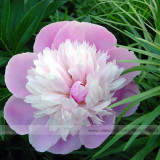 Pink and White Japanese Peony Flower Seeds