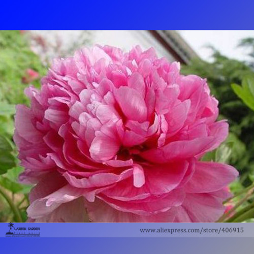 Heirloom 'Ping Shi Yan' Large Red Tree Peony Flower Seeds, Professional Pack, 5 Seeds / Pack, Light Fragrant for Indoor E3199