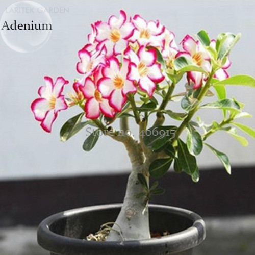 Rare Pink White Desert Rose Adenium, 2 Seeds, single petal bonsai perennial plants E3624