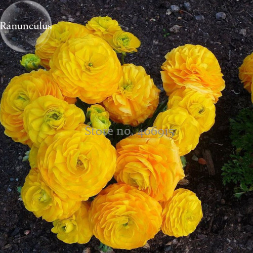 Rare Beautiful Yellow Ranunculus Asiaticus Persian Buttercup Flowers, 20 Seeds, light fragrant attract butterflies