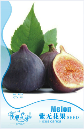 1 Original Packs, 6 seeds / pack, Ficus carica L. Purple Patlican Fig Fresh Seeds #NF128