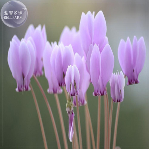 BELLFARM 'Houniao' Purple Cyclamen Seeds, 5 Seeds, Professional Pack, perennnial light fragrant flowers E4177