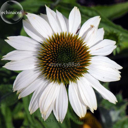 'Pow Wow' White Echinacea Coneflower, 100 Seeds, 2-layer of white outer petals, a cluster of orange green center petals TS268T
