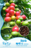 1 Original Pack, 10 seeds / pack, Coffee Bean Seeds, ARABICA COFFEE Plant (Coffea Catura Arabica) SEEDS #NF247
