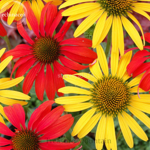 Mixed Yellow Red Rose Red Echinacea Coneflower, 100 Seeds, a layer of long outer petals, a cluster of small center petals TS267T