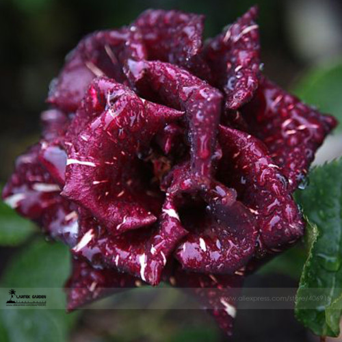 1 Professional Pack, approx 50 Seeds / Pack, Memphis Music American Rose Shrub Flower Seed #A00221