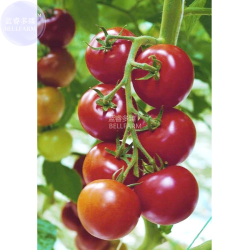 BELLFARM Dark Red Tomato Seeds, 100 Seeds, professional pack, big  truss sweet tomato vegetables BD131H