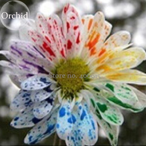Rare Rainbow Chrysanthemum Flower Indoor Garden, 100 Seeds, fragrant attractive butterfly light up your garden E3655