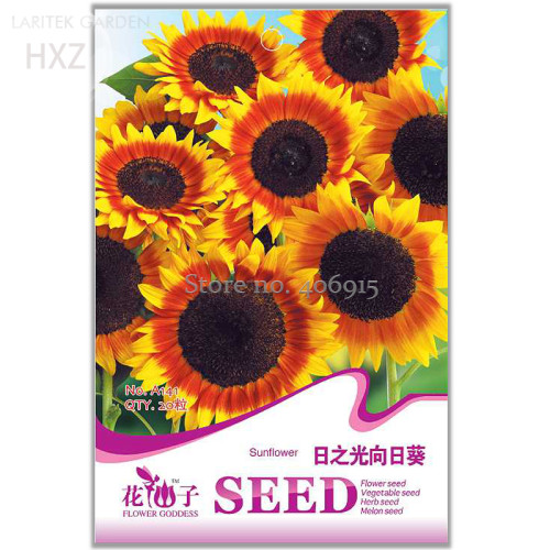 Beautiful Sunflower Ornamental Flower Seeds, 20 seeds, organic helianthus annuus seeds gardening flower seeds plant A141