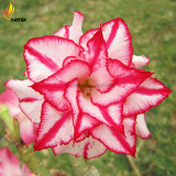 Heirloom 'Color Butterfly' Desert Rose White Red Adenium, 2 Seeds, Rare Bonsai Flowers E3532