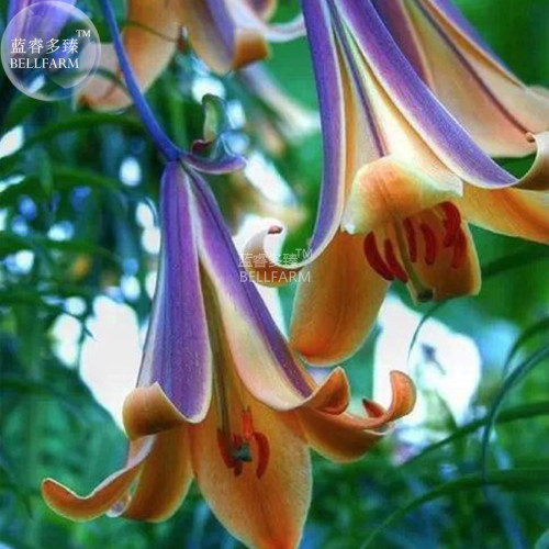 BELLFARM Lilium Brownii Heirloom Lily Perennial Flower Seeds, 100 seeds, professional pack, strong fragrant cut home flowers