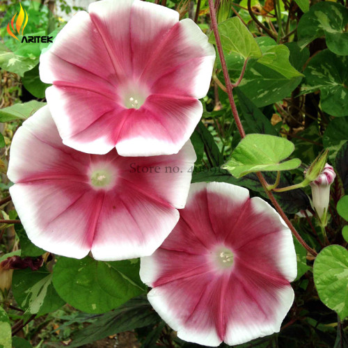 Imported Japan Wine Red Garden Morning Glory Seeds, 10 Seeds, very beautiful annual flowers E3522