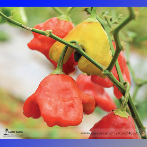 Mixed Bishop's Crown Chili Pepper Seeds, Professional Pack, 20 Seeds / Pack, Rare Trinidad UFO Peppers Edible E3109