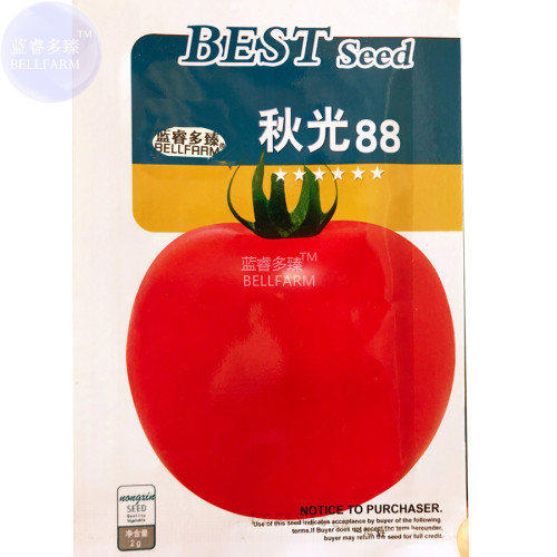 BELLFARM Tomato 'Qiuguang 88' Big Red Vegetables Seeds, 200 seeds, original pack, indeterminate middle-late maturing sweet
