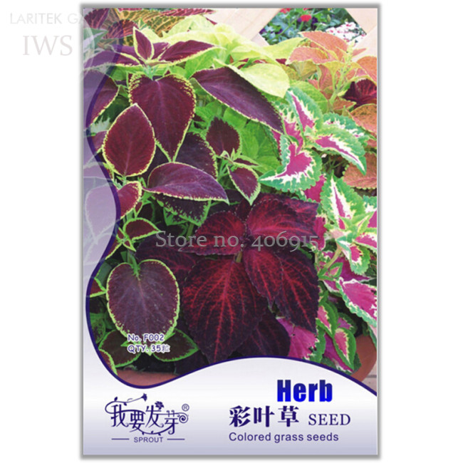 Rare Coleus Blumei Rainbow Series Garden Seeds , Original pack, 35 Seeds, hardy and adaptable decorative plants IWSF002