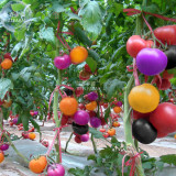 BELLFARM Rainbow Tomato Seeds, 100 Seeds, professional pack, hybrid yellow purple black pink red giant vegetables E4486U