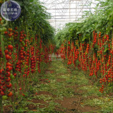 BELLFARM Tomato Tsifomandra Giant Vegetable Seeds, 100 seeds, professional pack, truss sweet organic open pollinated