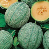 Heirloom Blenheim Orange Melon, 10 Seeds, 12% sugar contained melon green skin fruit TS235T