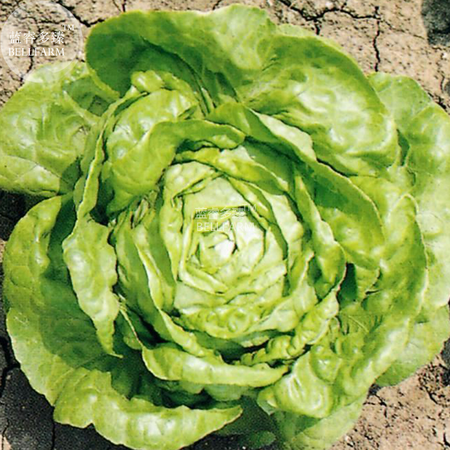 BELLFARMLettuceWinterArcticK-i-n-gSeeds,500seeds,organicvegetableshomegardenedible