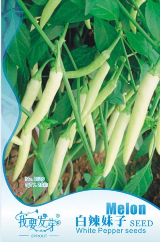Organic White Hot Chili Pepper Seeds, Original Pack, 20 Seeds / Pack, Bonsai Vegetables Heirloom Seed E3095