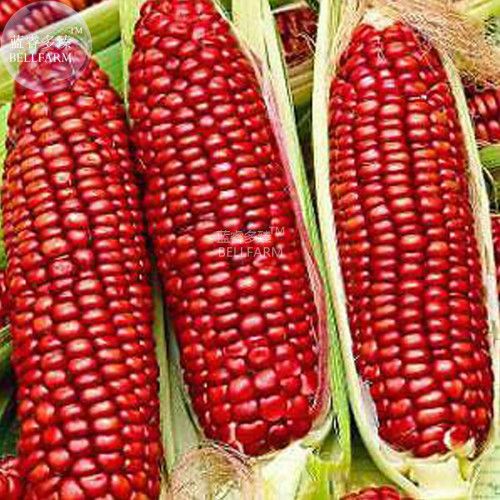 BELLFARM Corn 'Bloody Butcher' Organic Seeds, 10 seeds, tasty roasting frying crops
