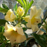 Rare 'thin yellow elves' Adenium Desert rose, Professional Pack, 2 Seeds, single petals yellow big blooms E4041