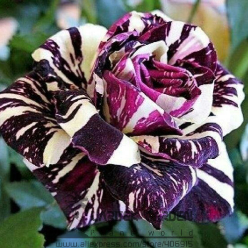 (Lable Logo available) 1 Professional pack, 200 Seeds / Pack, Black Dragon Rose Bush Flower Seeds #A00124