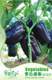 Anhui Dark Purple Sweet Pepper F1 Seeds, Original Pack,. 10 Seeds / Pack, Delicious Edible Vegetables E3102