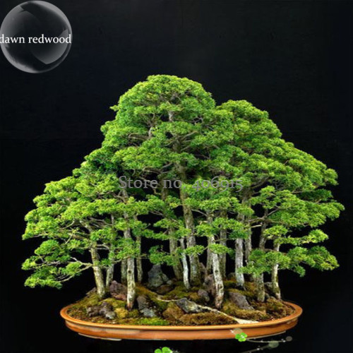 Bonsai Metasequoia Dawn Redwood Evergreen Ornamental Plants, 50 Seeds, potted indoor office purify the air E3961