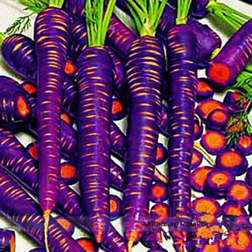 1 Professional Pack, 500 seeds / pack, Purple Dragon Carrot Absolutely Unique Bird's Nest Carota Seed #NF383