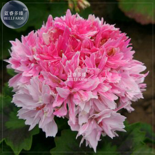 BELLFARM Geranium Bonsai Rose Red & Light Pink Flowers with Sharp Corner Plant*Seeds(no soil), 10pcs/pack, professional packgage