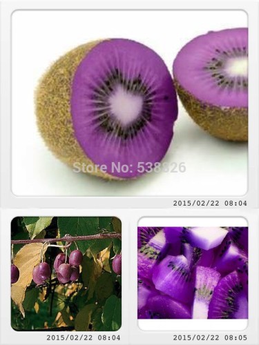 Rare Heirloom Organic Purple Kiwi Fruit Seeds, Professional Pack, 50 Seeds / Pack, Tasty Sweet Delicious Outdoor Fruit #NF680