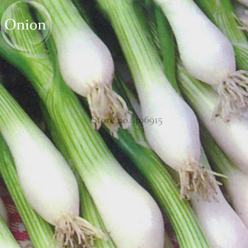 Spring Onion with White root Vegetables, 30 seeds, winter hardy E3928
