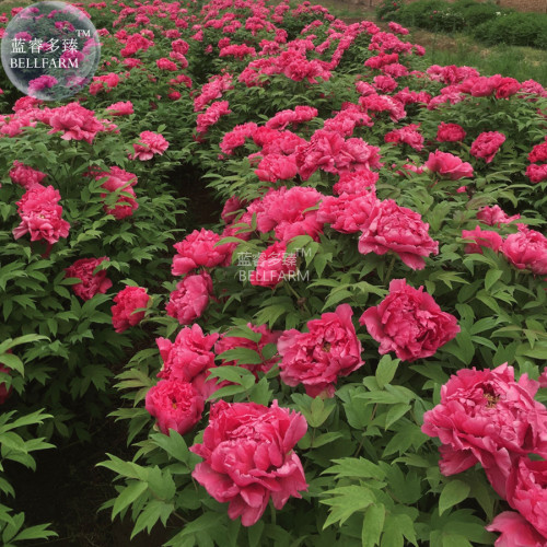 BELLFARM Rare Flower King Pink Red Peony Seedling Seeds, Professional Pack, 5 Seeds, Light Fragrant Garden Flowers E3262