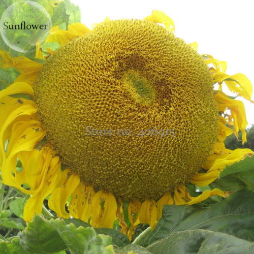 Heirloom Baby Girl Giant Face Yellow Sunflowers, 15 Seeds, beautiful herb flowers light up your garden E3625