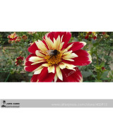Heirloom Dahlia Pinnata Perennial Flower Seeds 30+  Flower Dia. approx 26cm Double Flowers Dark Red and Yellow 100% True Color