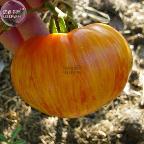 BELLFARM Large Tomato Seeds, 100 Seeds / Pack,  Glowing Gold Neon Red Stripes Fruits, Non-gmo Seeds E3316