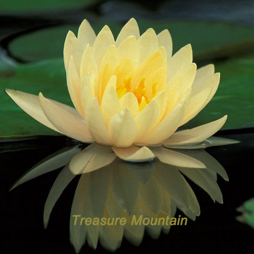 1 Professional Pack, 1 seeds / pack, Golden Nelumbo Nucifera Lotus Flower Pond Plant #NF329