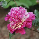 BELLFARM Peony Short Purple Petals Big Ball Centre Flower Seeds, 5 seeds, professional pack, home garden strong fragrant flowers