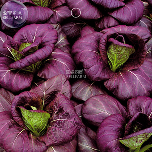 BELLFARM Bright Purple Brassica napus Pakchoi Oragnic Vegetable Seeds, 100 seeds, Chinese cabbage bok-choy hardy vegetables