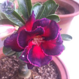 BELLFARM Adenium Fire Red Purple Petals Flower Seeds, 2 seeds, professional pack, 3-layer big blooms bonsai garden