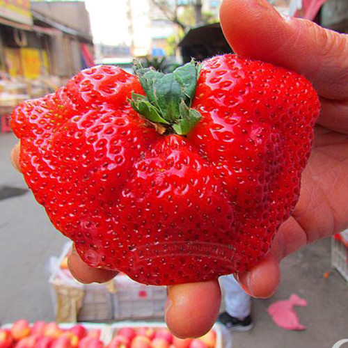 1 Professional pack, 5000 Seeds / pack, New Organic Giant Strawberry, Really Huge and Sweet