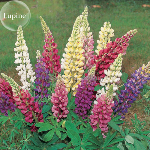 Rare Beautiful Mixed Colorful Dull Ice Lupine Flowers, 20 Seeds, long blooming flowers E3696