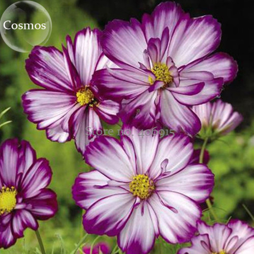 'Fizzy Rose Picotee' Cosmos bipinnatus Annual Flowers, 50 seeds, purple white petals long flowering time E3878