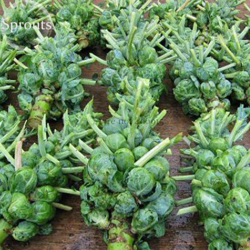 Brussel Sprouts Italian Mezzo Nano Vegetables, 100 Seeds, organic edible vegetables E3742