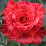 1 Professional Pack, 50 seeds / pack, New Red Rose with Light Pink Strip Chinese Rose Shrub Flower Seeds #A00207